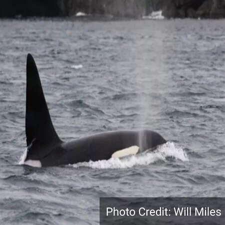 Seabirds and Seals - The Original Noss Boat Tours