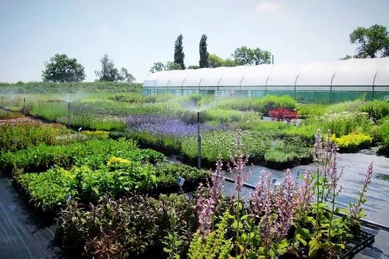 Jekka's Herb Farm