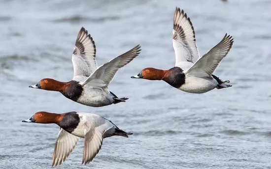 WWT Welney Wetland Centre
