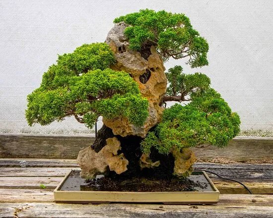 Bonsai-Museum Dusseldorf