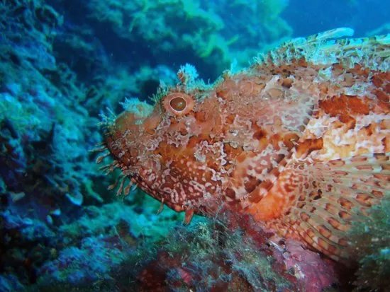 Buceo Hispania