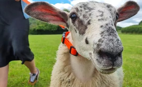 Somerset Sheep Trekking