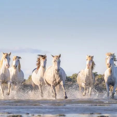 Stage Et Atelier Photo En Camargue