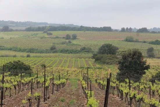 Domaine de Saumarez Vineyard and Winery