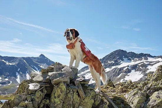 Barryland - Musee Et Chiens Du St-bernard
