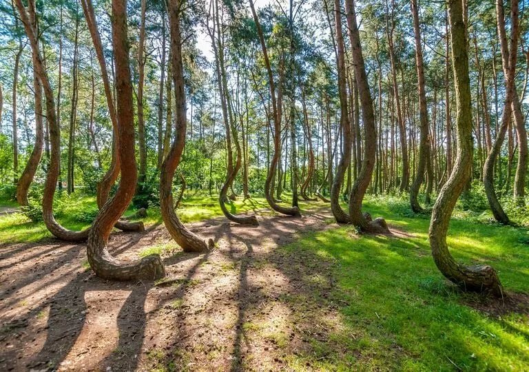El bosque torcido