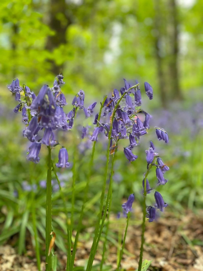 Great High Wood