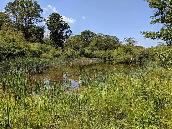Bookham Commons Activity Trail