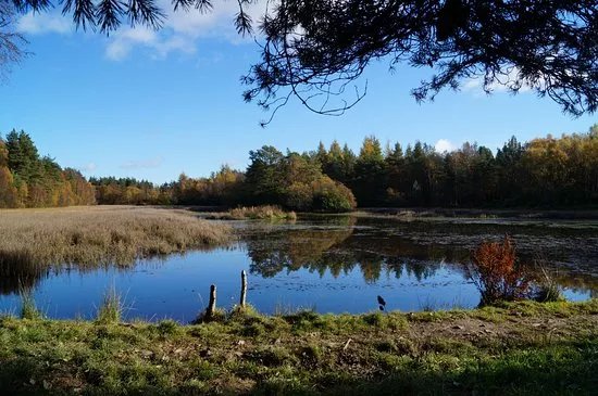 Devilla Forest