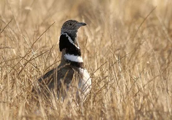 Catalonia Birding Experience