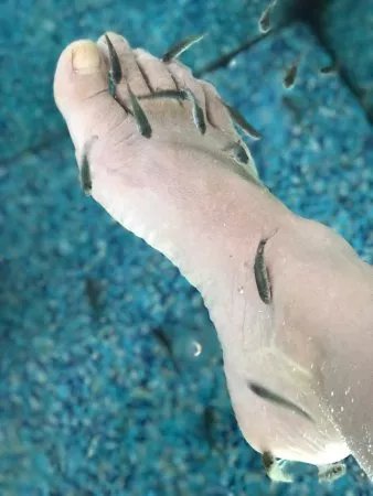 FishSpa-RheinMain