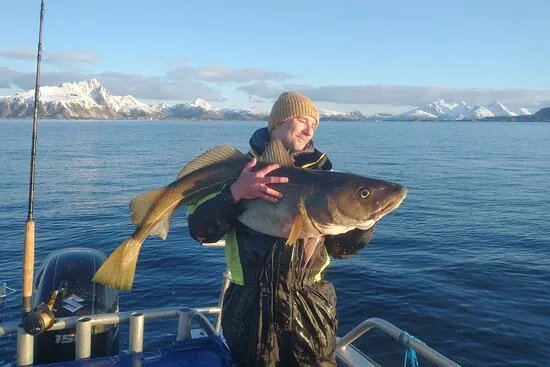 Arctic Spearfishing & guided fishing