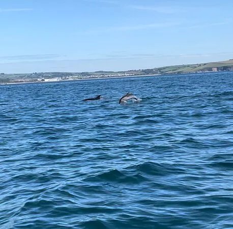 Mevagissey Sea Safaris