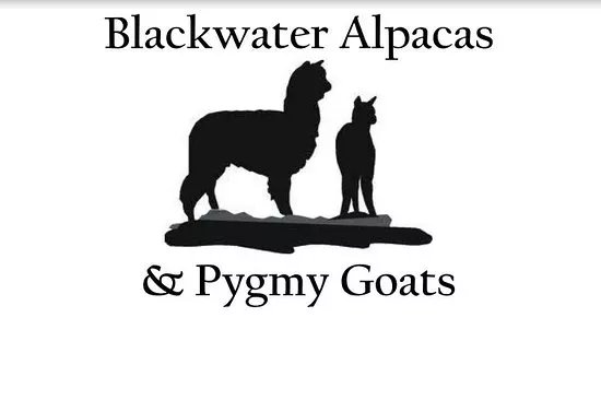 Blackwater Alpacas & Pygmy Goats