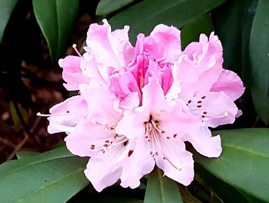 Harris Garden