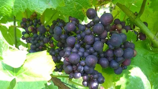 Looe Valley Vineyard