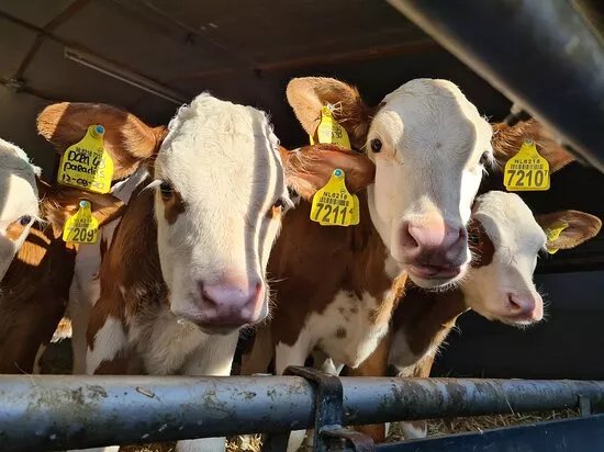 De Hooiberg, biologische kaasboerderij en camping